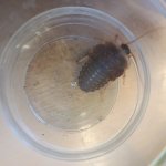 phoca_thumb_m_hmyz 14 Fotogalerie